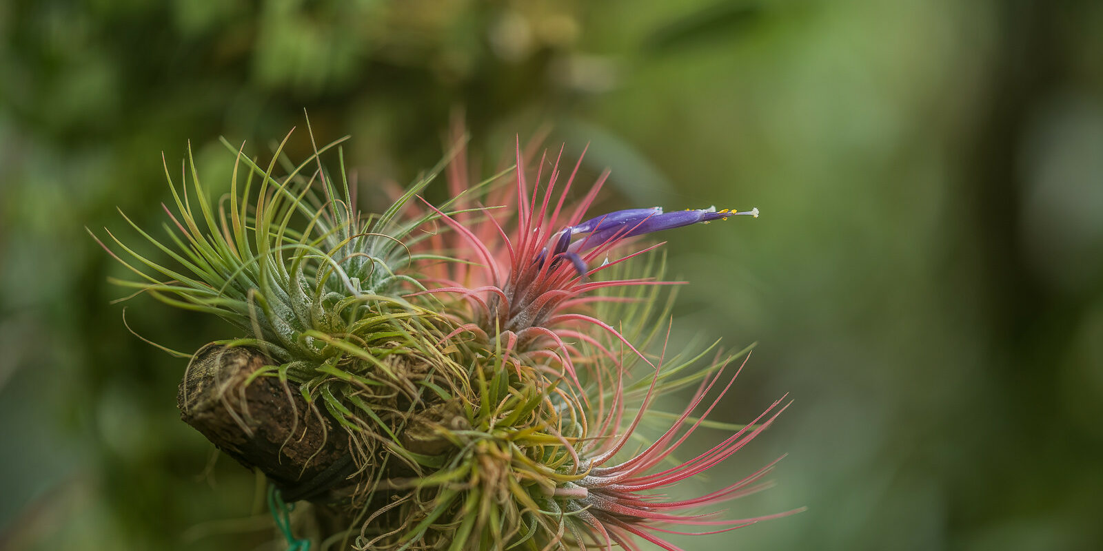 Peter-Botanischer-Garten (12)